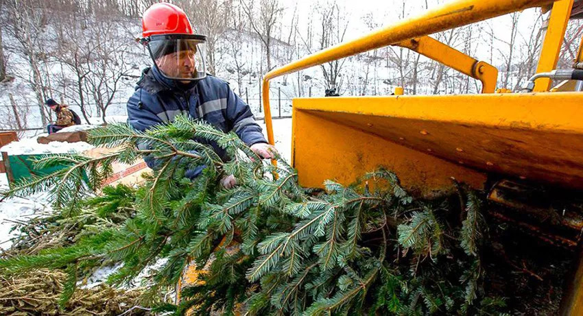 Утилизация новогодних деревьев.