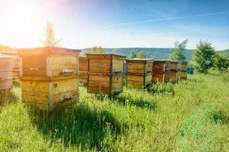 Совещание по вопросу взаимодействия пчеловодов, агропредприятий района и иных служб в целях недопущения гибели пчела.